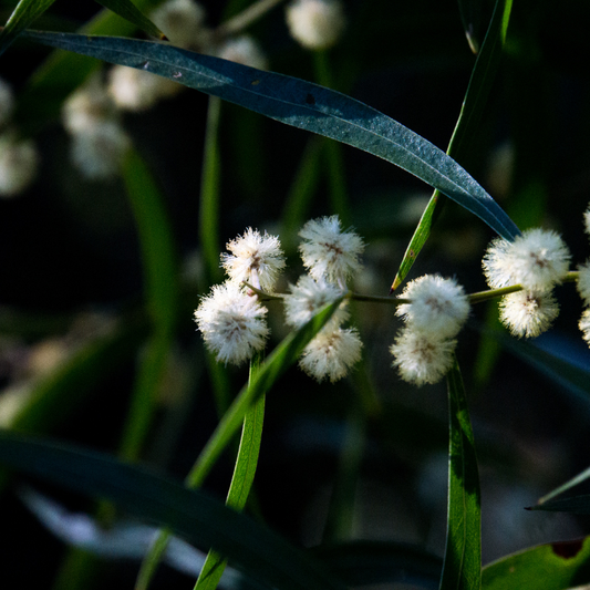 Wattle flowers in full bloom.